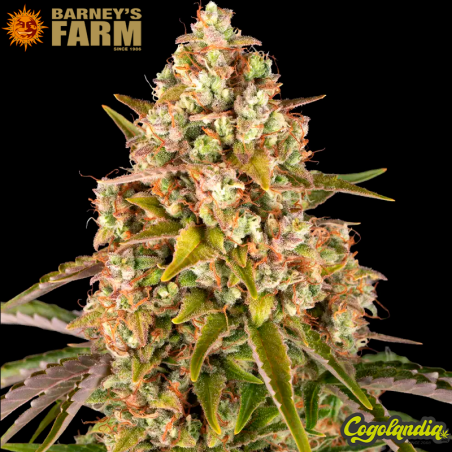 Critical Kush Auto - Barney's Farm