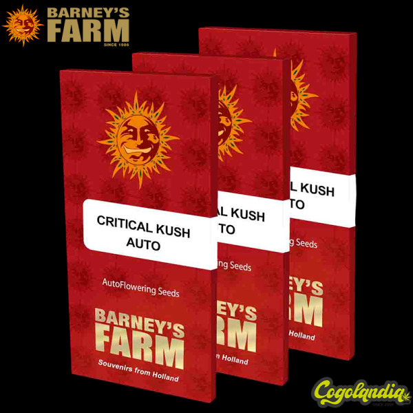 Critical Kush Auto - Barney's Farm