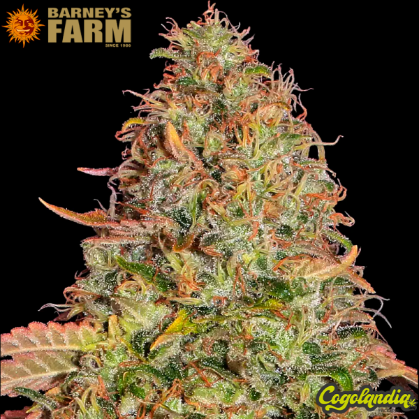 Zkittlez OG Auto - Barney's Farm