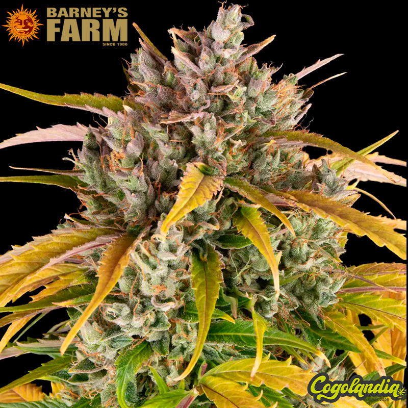 LSD Auto - Barney's Farm Semillas autoflorecientes