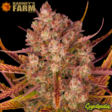 Dos Si Dos Auto - Barney's Farm