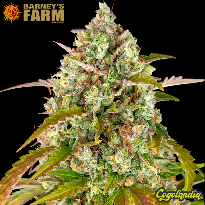 Pineapple Express Auto - Barney's Farm Semillas autoflorecientes