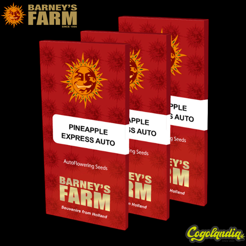 Pineapple Express Auto - Barney's Farm Semillas autoflorecientes