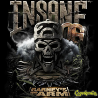 Insane OG - Barney's Farm