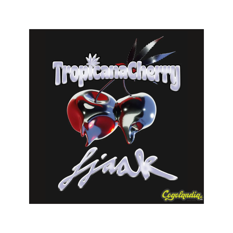 Tropicana Cherry - Barney's Farm 