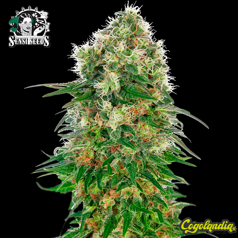 Shiva Skunk Auto - Sensi Seeds