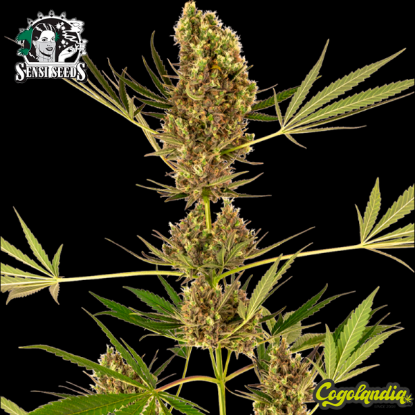 Alpine Delight CBD Auto - Sensi Seeds Inicio