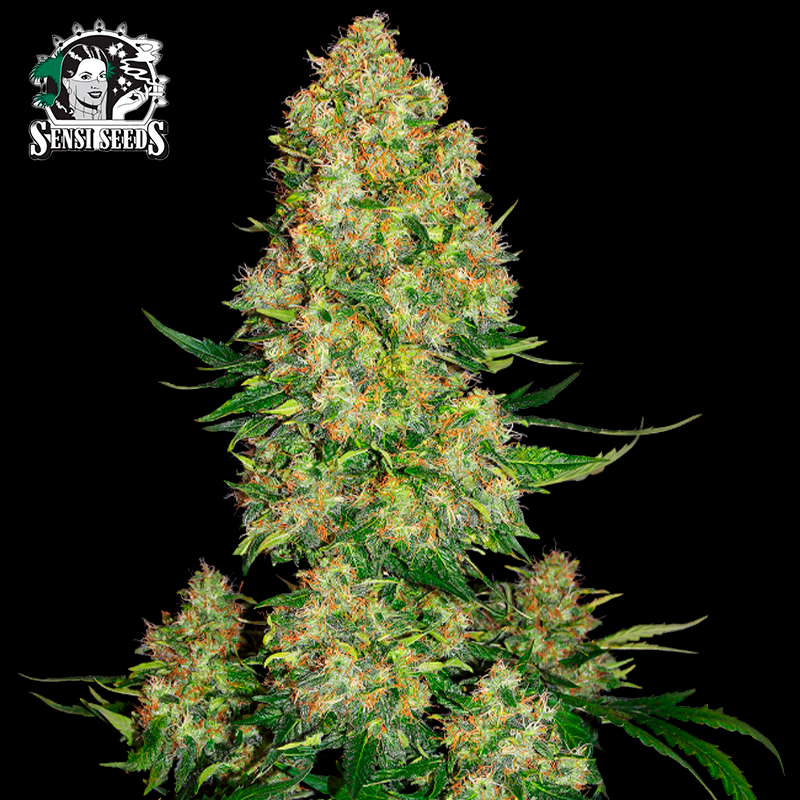 Skunk 1 Auto - Sensi Seeds Semillas autoflorecientes