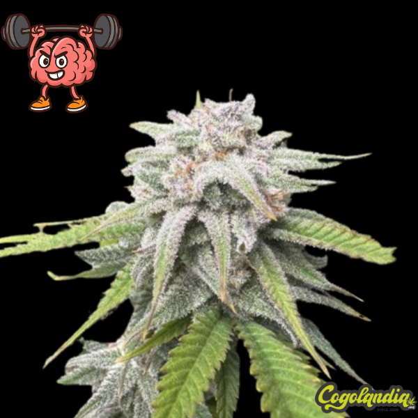 Amnesia Hy-Pro Granél Premium