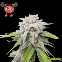 Amnesia Hy-Pro Granél Premium