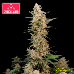 Critical Auto - FastBuds