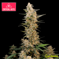 Critical Auto - FastBuds