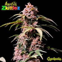 Amnesia Zkittlez Auto - Fastbuds