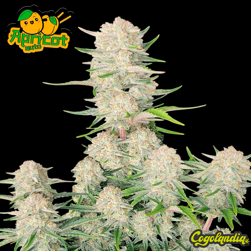 Apricot Auto - Fast Buds