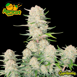 Apricot Auto - Fast Buds Semillas autoflorecientes