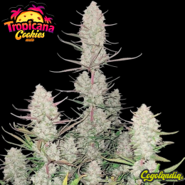 Tropicana Cookies Auto - Fast Buds Semillas autoflorecientes Tropicana Cookies Auto - Fast Buds Semillas autoflorecientes