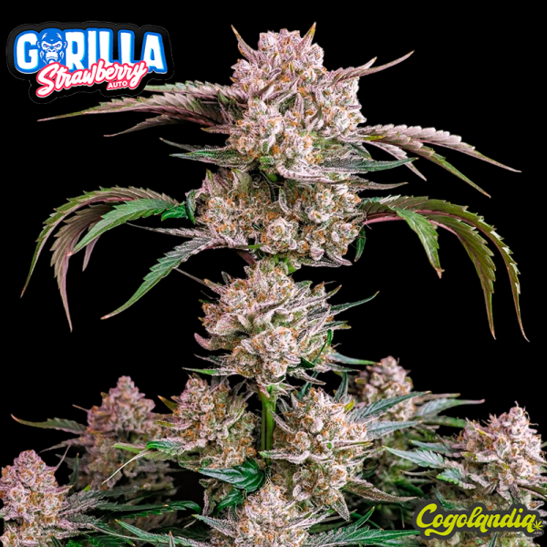 Strawberry Gorilla Auto - FastBuds