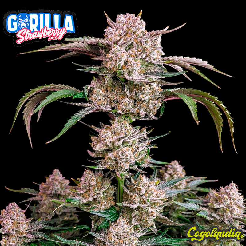 Strawberry Gorilla Auto - FastBuds