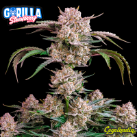 Strawberry Gorilla Auto - FastBuds