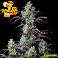 Mimosa Cake Auto - FastBuds