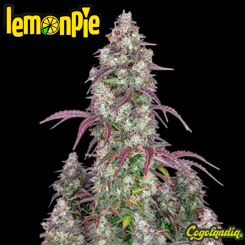 Lemon Pie Auto - FastBuds