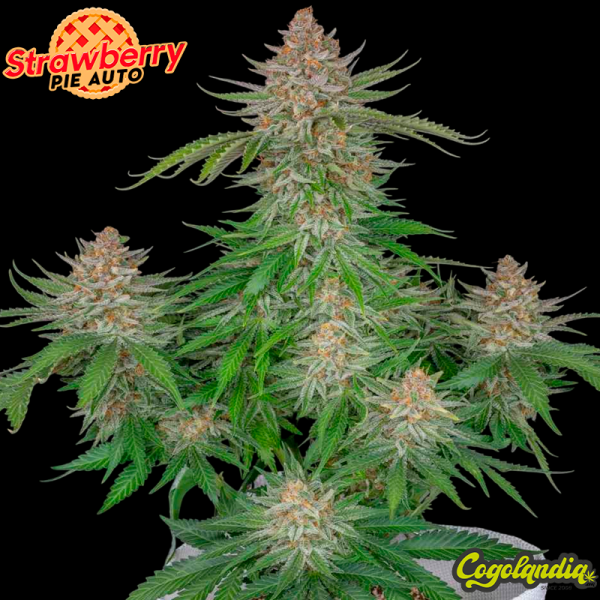 Strawberry Pie Auto - FastBuds