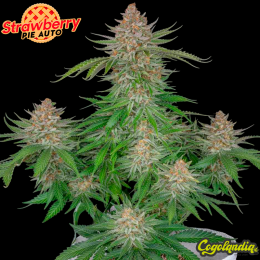 Strawberry Pie Auto - FastBuds