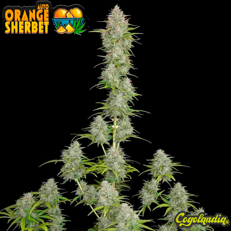 Orange Sherbet Auto - FastBuds