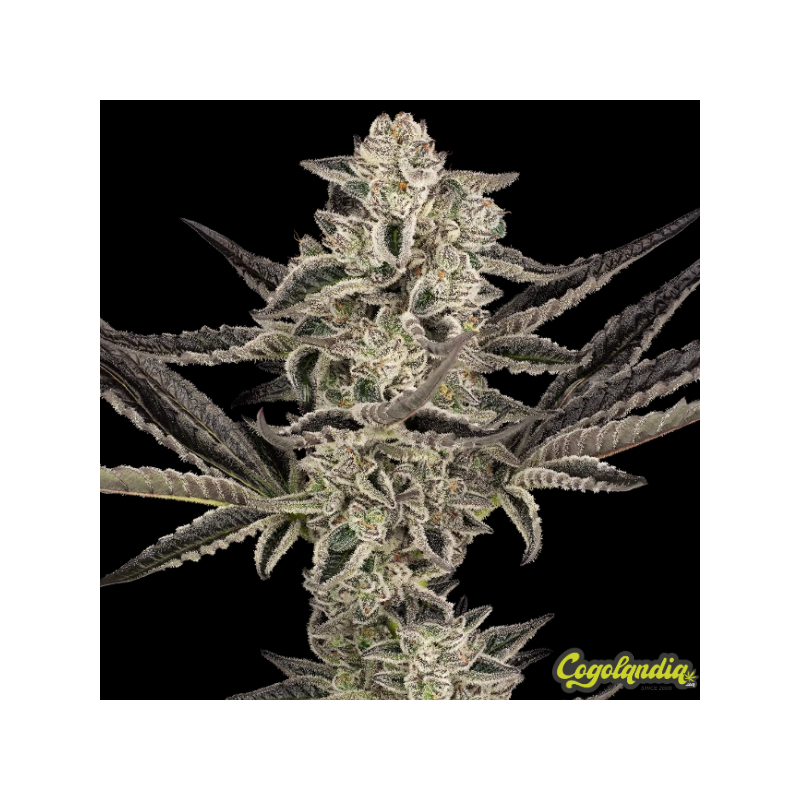 Purple Pickle - Sensi Seeds