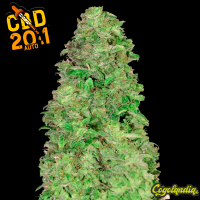 CBD Auto 20:1- Fast Buds Semillas autoflorecientes