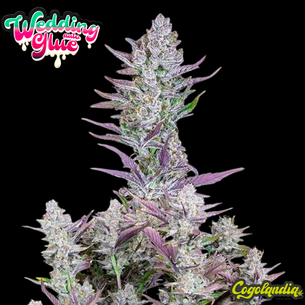 Wedding Glue Auto - FastBuds