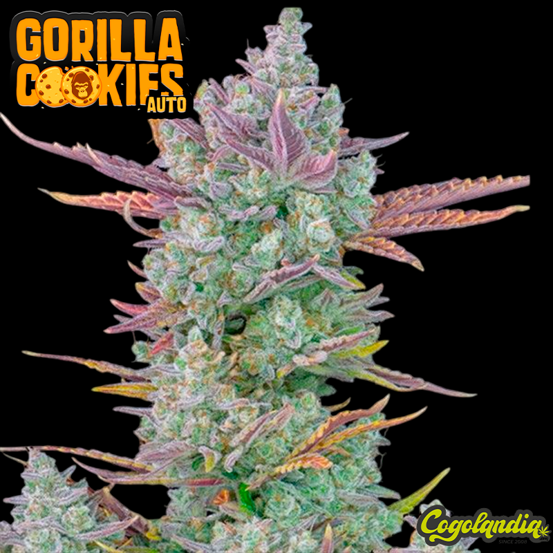Gorilla Cookies Auto - Fast Buds Semillas autoflorecientes