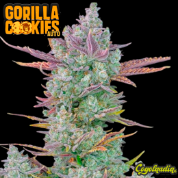 Gorilla Cookies Auto - Fast Buds Semillas autoflorecientes