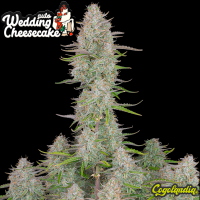 Wedding Cheesecake Auto - FastBuds