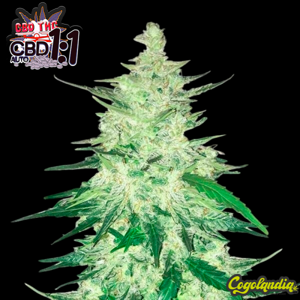 CBD Crack Auto - FastBuds