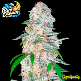 Blue Dream Auto - FastBuds
