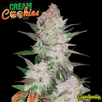 Cream Cookies Auto - FastBuds