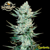 Tangie Auto - FastBuds