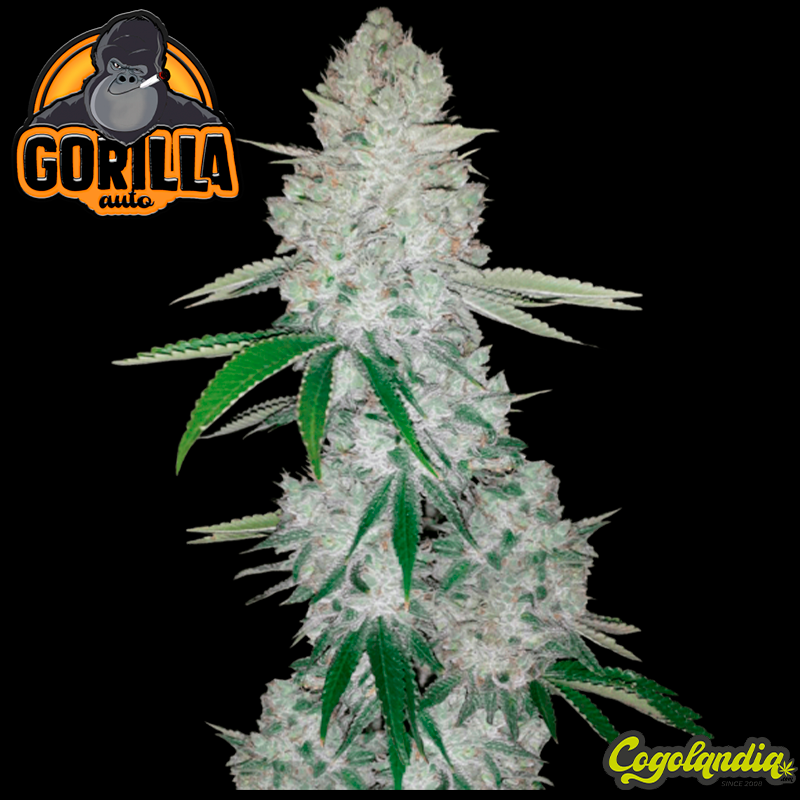 Gorilla Glue Auto - FastBuds