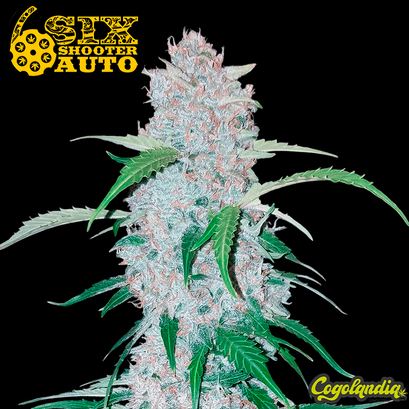 Six Shooter Auto - FastBuds