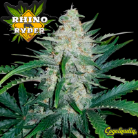Rhino Ryder Auto - FastBuds