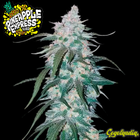 Pineapple Express Auto - FastBuds