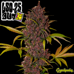 LSD-25 Auto - Fast Buds Semillas autoflorecientes