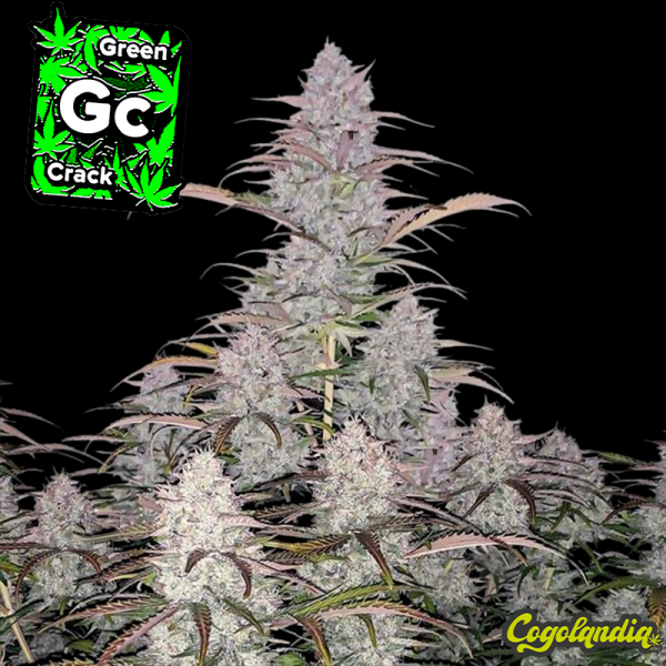 Green Crack Auto - FastBuds