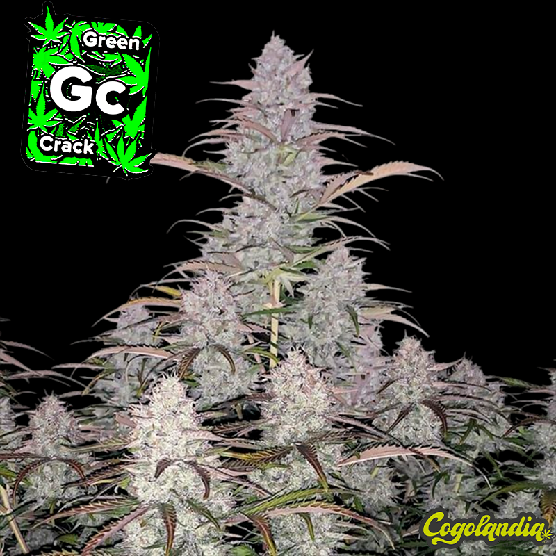 Green Crack Auto - FastBuds