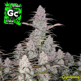 Green Crack Auto - FastBuds