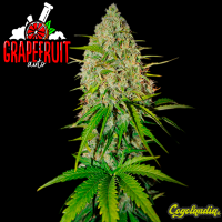 Grapefruit Auto - FastBuds