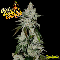 Girl Scout Cookies Auto - Fast Buds Semillas autoflorecientes