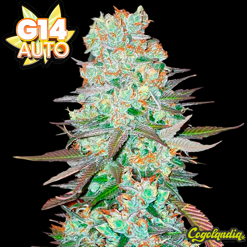 G14 Auto - Fast Buds Semillas autoflorecientes