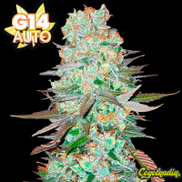 G14 Auto - Fast Buds Semillas autoflorecientes